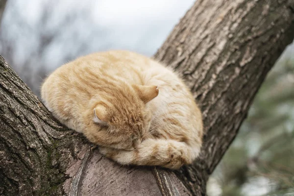 Kızıl kedi ağaçta kıvrılıp uyuyor..