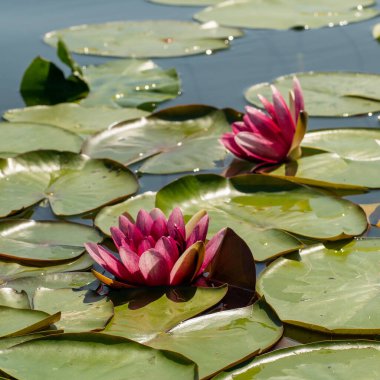 Pembe nilüferler, göldeki su zambakları, gölet, su. Güneş ışınları suya yansıyor..