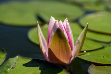 Pembe nilüferler, göldeki su zambakları, gölet, su. Güneş ışınları suya yansıyor..