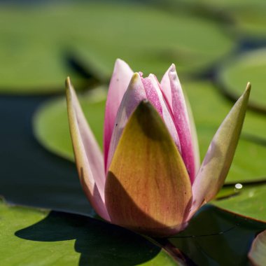 Pembe nilüferler, göldeki su zambakları, gölet, su. Güneş ışınları suya yansıyor..