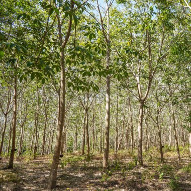 Kauçuk ağaç çiftlikleri. Kauçuk koruluğu. Lastik koleksiyonu.