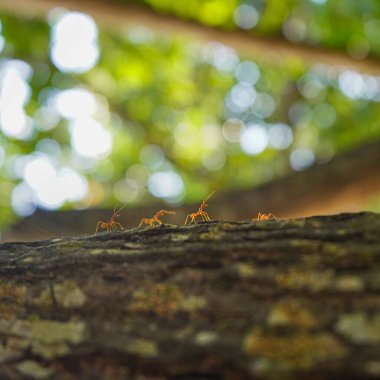 Kırmızı karıncalara yakın çekim. Arka planda kalan tropikal karıncalar.