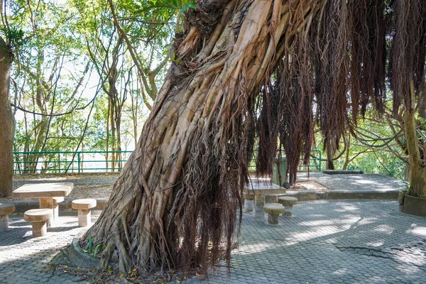 Uma majestosa árvore tropical entrelaçada com raízes. — Fotografia de Stock