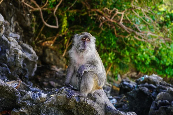 Portret van een aap met expressieve ogen. Tropen, Thailand. — Stockfoto