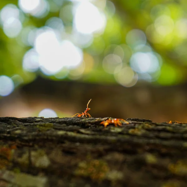 Close-up of red ants. Backlit tropical ants. — Stock Photo, Image