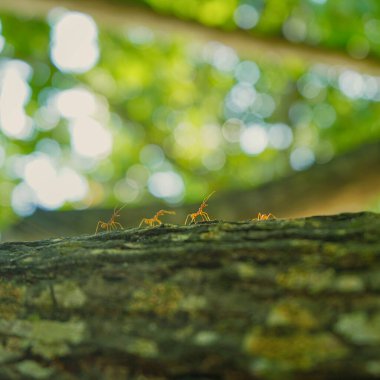 Kırmızı karıncalara yakın çekim. Arka planda kalan tropikal karıncalar.