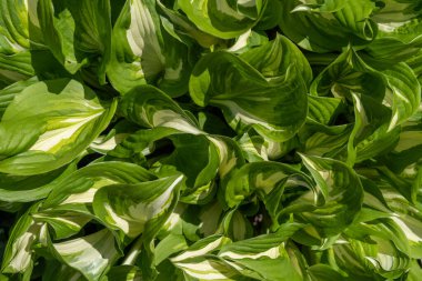 Close-up of green hosta leaves with white stripes as a natural background. Ornamental plant for landscaping parks and garden design. Hosta leaves for creating layout design. Ecology creative concept.