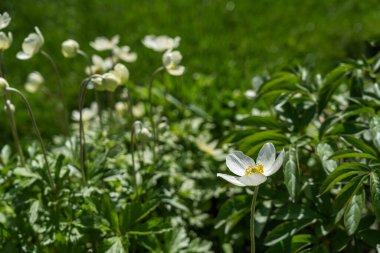 Close-up of blooming white anemones in sunlight. Nature background.