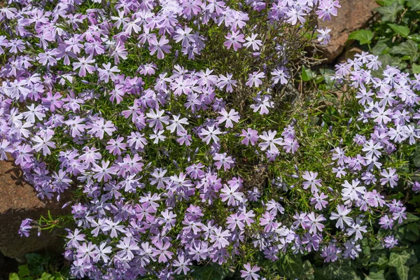 Nature background of purple creeping phlox, moss phlox or mountain phlox. Blooming phlox in the spring garden, top view close-up. Rockery with a small pretty purple flower.