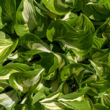 Close-up of green hosta leaves with white stripes as a natural background. Ornamental plant for landscaping parks and garden design. Hosta leaves for creating layout design. Ecology creative concept.