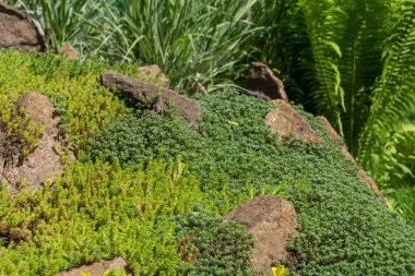 Rock garden flowerbed. Nature background. Country stone garden with succulent.