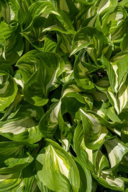 Close-up of green hosta leaves with white stripes as a natural background. Ornamental plant for landscaping parks and garden design. Hosta leaves for creating layout design. Ecology creative concept.