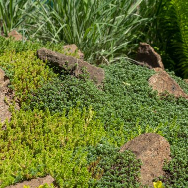Rock garden flowerbed. Nature background. Country stone garden with succulent.