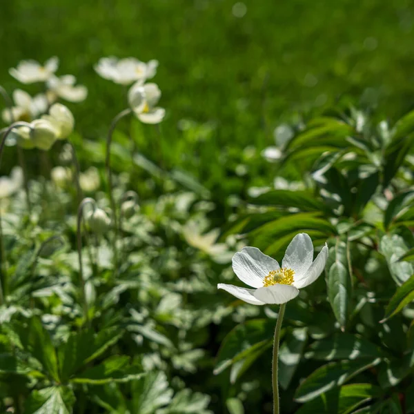 Close-up of blooming white anemones in sunlight. Nature background.