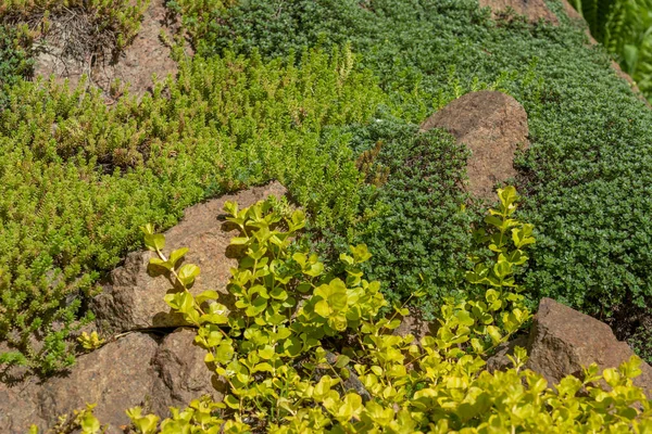 Rock garden flowerbed. Nature background. Country stone garden with succulent.