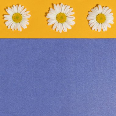 Papatya çayı ile parlak bir arka plan. Daisy sarı-mavi arka planda. Düz yatıyordu