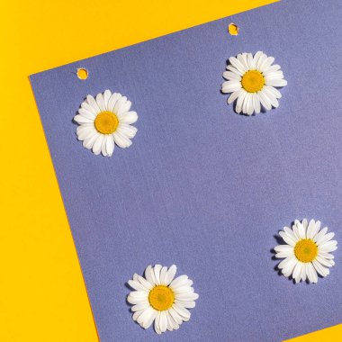 Papatya çayı ile parlak bir arka plan. Daisy sarı-mavi arka planda. Düz yatıyordu