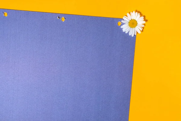 Papatya çayı ile parlak bir arka plan. Daisy sarı-mavi arka planda. Düz yatıyordu