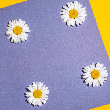 Papatya çayı ile parlak bir arka plan. Daisy sarı-mavi arka planda. Düz yatıyordu