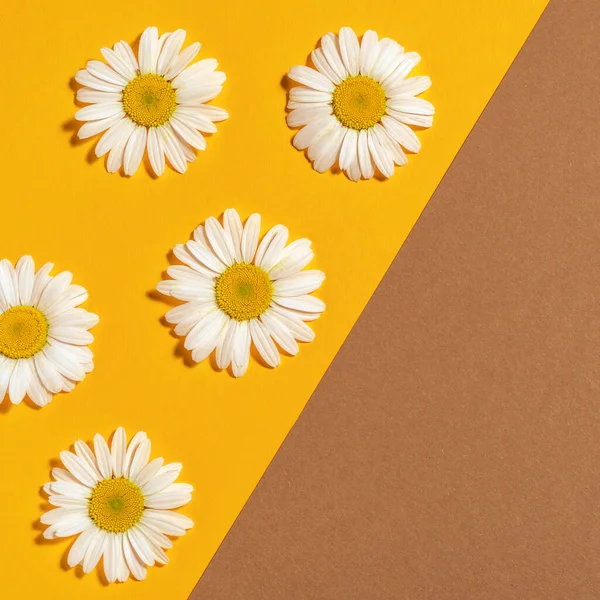 Parlak bir arka plan ve papatyalar. Daisy sarı arka planda. Düz yatıyordu