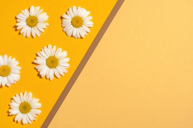 Parlak bir arka plan ve papatyalar. Daisy sarı arka planda. Düz yatıyordu