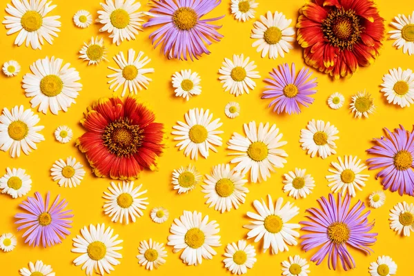 Beyaz, kırmızı ve mavi papatyaları olan parlak bir arka plan. Daisy sarı arka planda. Düz yatıyordu