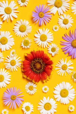 Beyaz, kırmızı ve mavi papatyaları olan parlak bir arka plan. Daisy sarı arka planda. Düz yatıyordu