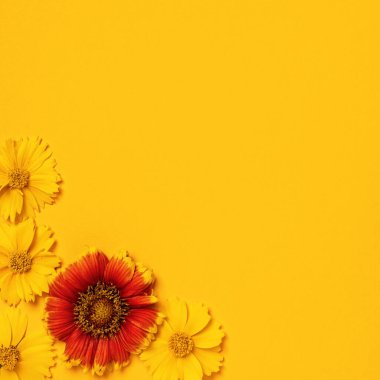 Tebrik çerçevesi, davetiyeler, mesajlar, kartvizitler, sarı ve kırmızı papatyalı logo. Daisy parlak sarı bir arka planda. Düz yatıyordu