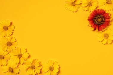 Tebrik çerçevesi, davetiyeler, mesajlar, kartvizitler, sarı ve kırmızı papatyalı logo. Daisy parlak sarı bir arka planda. Düz yatıyordu