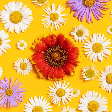 Beyaz, kırmızı ve mavi papatyaları olan parlak bir arka plan. Daisy sarı arka planda. Düz yatıyordu