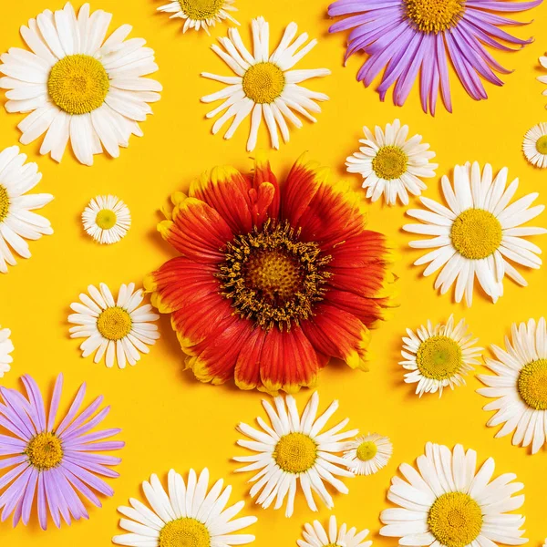Beyaz, kırmızı ve mavi papatyaları olan parlak bir arka plan. Daisy sarı arka planda. Düz yatıyordu