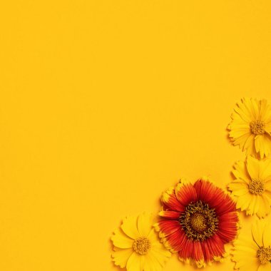 Tebrik çerçevesi, davetiyeler, mesajlar, kartvizitler, sarı ve kırmızı papatyalı logo. Daisy parlak sarı bir arka planda. Düz yatıyordu
