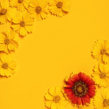 Tebrik çerçevesi, davetiyeler, mesajlar, kartvizitler, sarı ve kırmızı papatyalı logo. Daisy parlak sarı bir arka planda. Düz yatıyordu