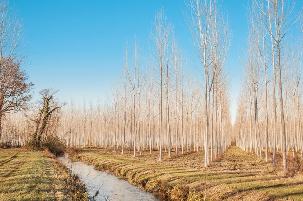 Pappelwald. — Stockfoto