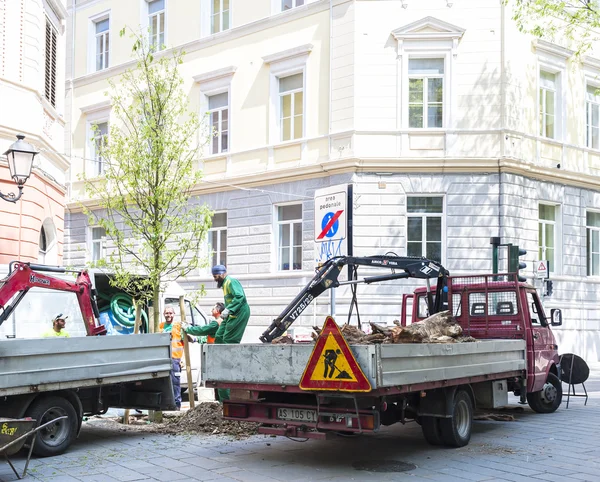 Kasabada genç bir ağaç dikme işçi.