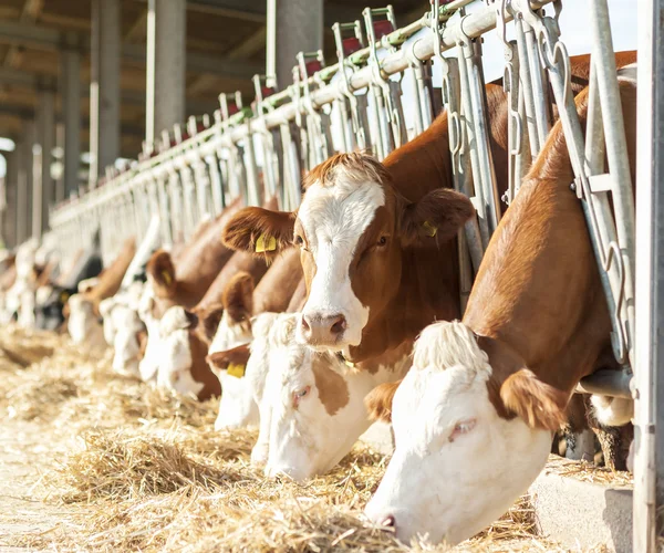 Vaches mangeant du foin dans une étable — Photo