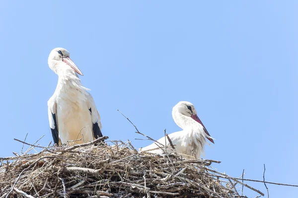 Couple of storks in the nest — Stock Photo, Image