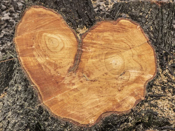 texture of wood shaped face