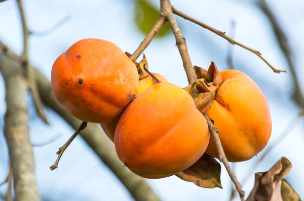 The fruit Persimmon — Stock Photo, Image