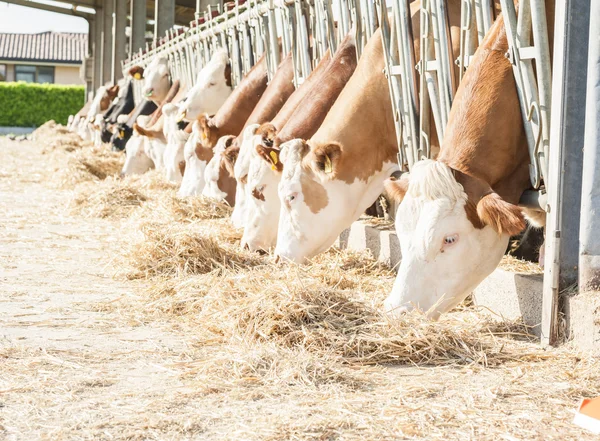 İnekler saman cowshed içinde yemek