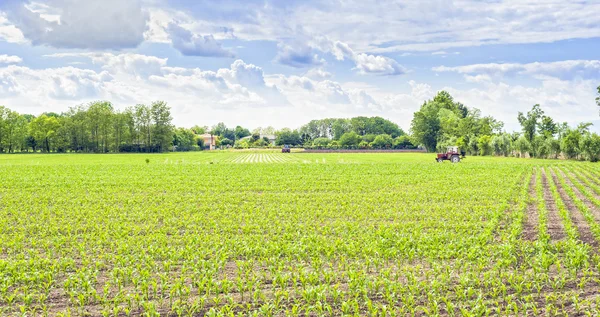 Campo verde de maíz joven con tractor y cielo nublado — Foto de Stock