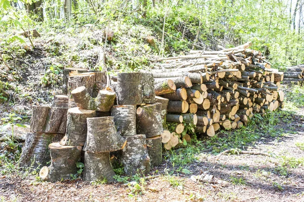 Буковая куча дров . — стоковое фото
