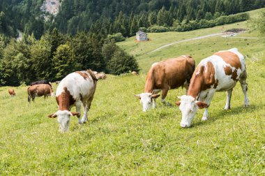 Otlatma sığır yaz 