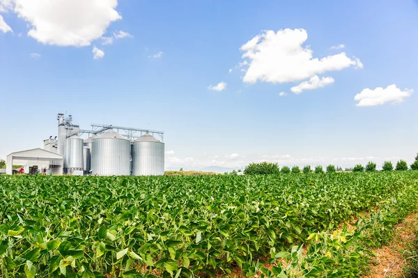 Soybean field in a sunny day — Stock Photo, Image