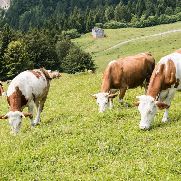 가축 방목을 여름 — 스톡 사진
