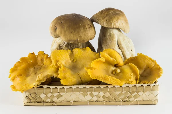 Champiñones: porcini y cantarelas — Foto de Stock