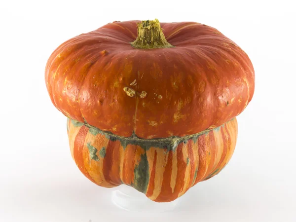 Singola zucca su sfondo bianco — Foto Stock