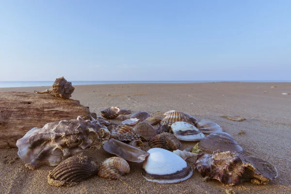 Schelpen en stukken hout — Stockfoto