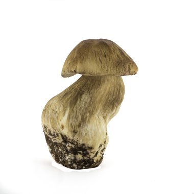 Porcini mantar