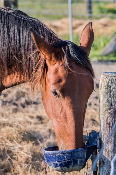 Portrett av hest – stockfoto